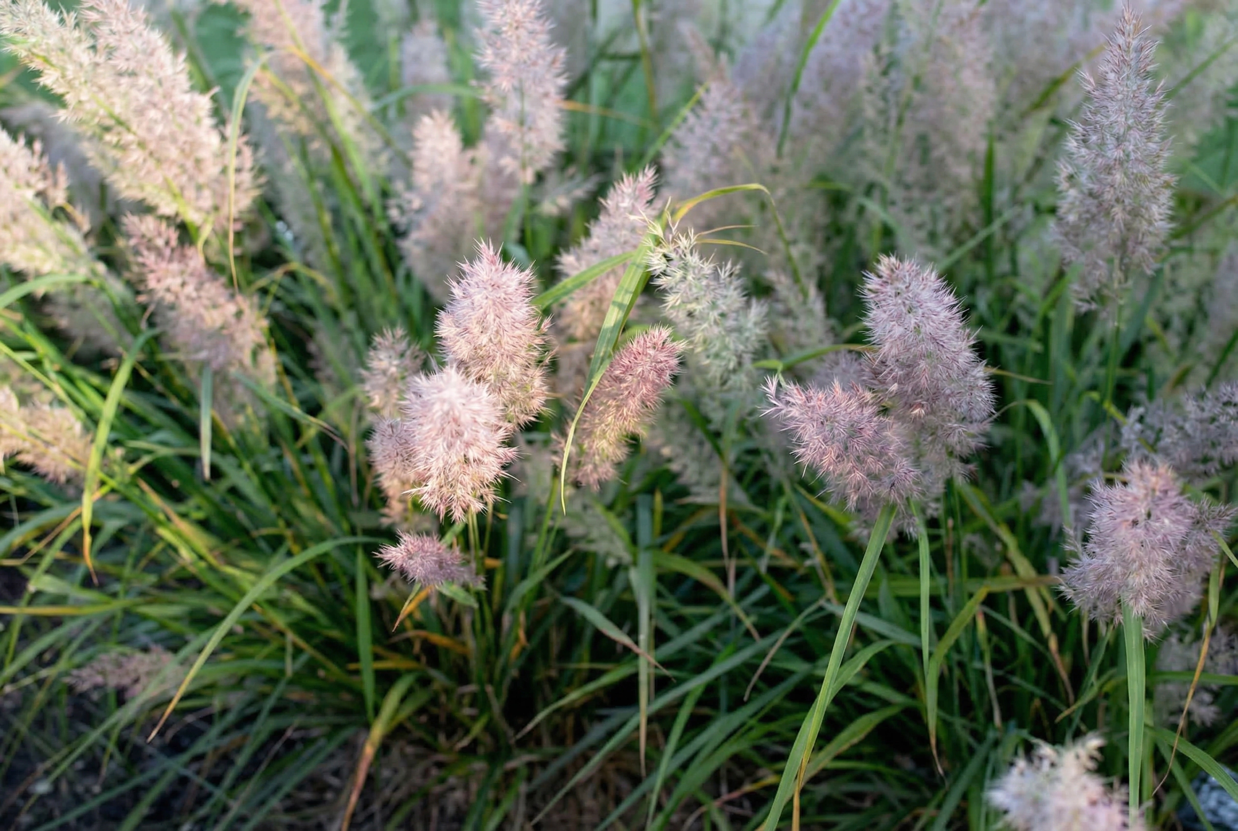 Вейник коротковолосистый